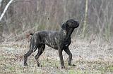 CANE CORSO 787